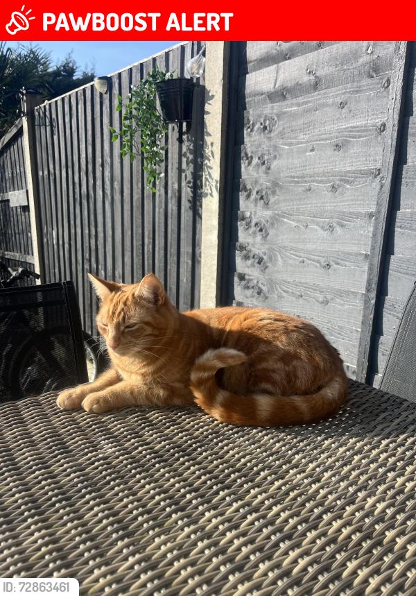 Lost Male Cat last seen Titan skip hire, Greater London, England IG11