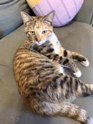 Lost Female Cat last seen John young park way, Orlando, FL 32839