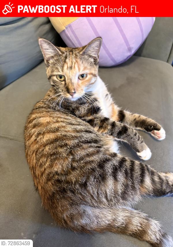 Lost Female Cat last seen John young park way, Orlando, FL 32839