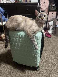 Lost Female Cat last seen Vernon st , Roseville, CA 95678