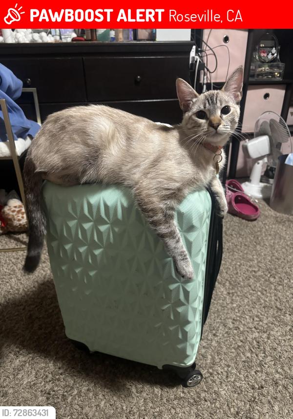 Lost Female Cat last seen Vernon st , Roseville, CA 95678