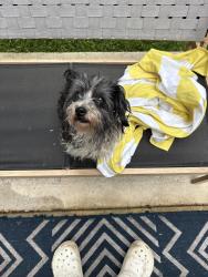 Found/Stray Male Dog last seen Reedy creek park, Reedy Creek, NC 27295