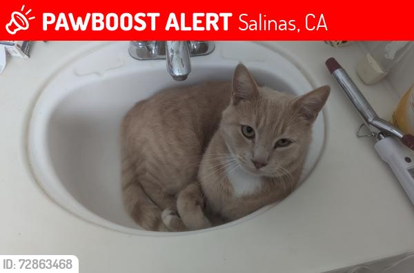 Lost Male Cat last seen Eisenhower , Salinas, CA 93906