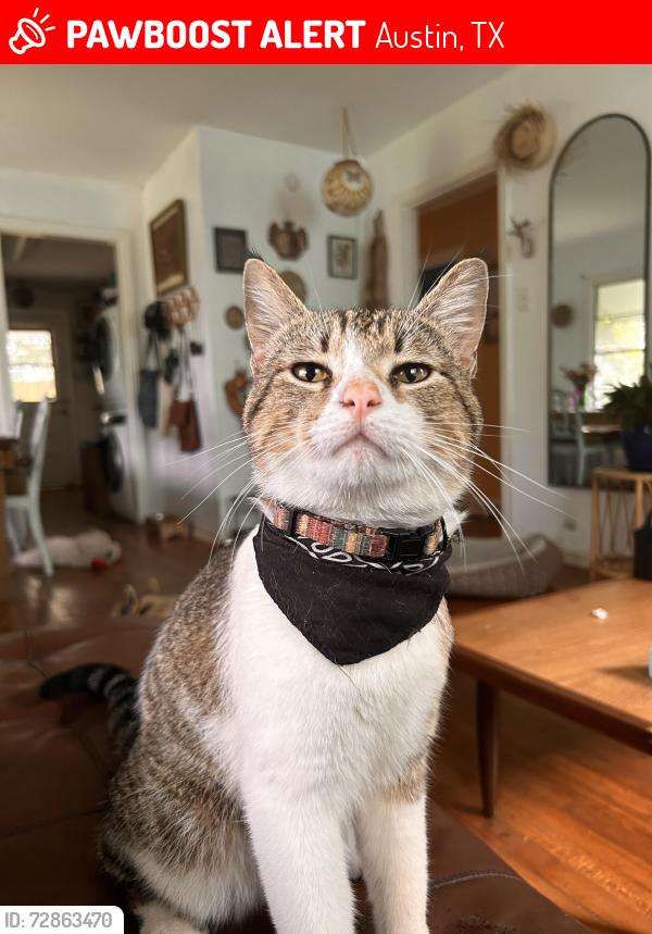 Lost Male Cat last seen North Loop, Austin, TX 78751