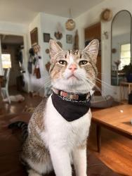 Lost Male Cat last seen North Loop, Austin, TX 78751