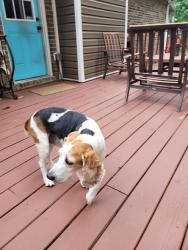 Found/Stray Male Dog last seen Strickland Bridge rd, Fayetteville, NC 28306