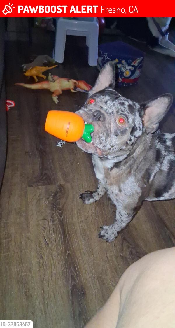 Lost Male Dog last seen San Pablo and olive., Fresno, CA 93701