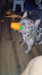Lost Male Dog last seen San Pablo and olive., Fresno, CA 93701