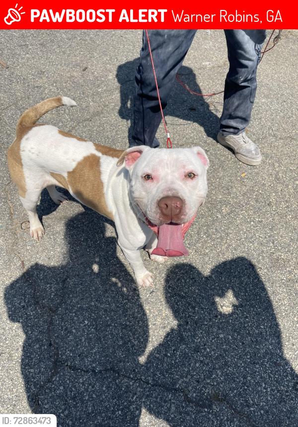 Lost Male Dog last seen Near Vernon Dr Warner Robins, Warner Robins, GA 31088