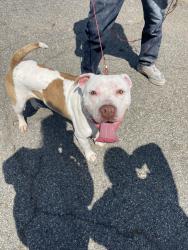 Lost Male Dog last seen Near Vernon Dr Warner Robins, Warner Robins, GA 31088