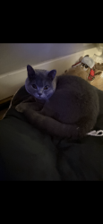 Reunited Male Cat last seen fitzherbet close ig8 8fg, Woodford, England IG8 8FG