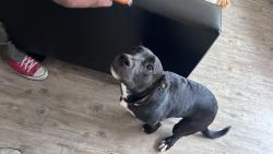 Found/Stray Male Dog last seen Braeburn Square Starbucks, Wichita, KS 67220