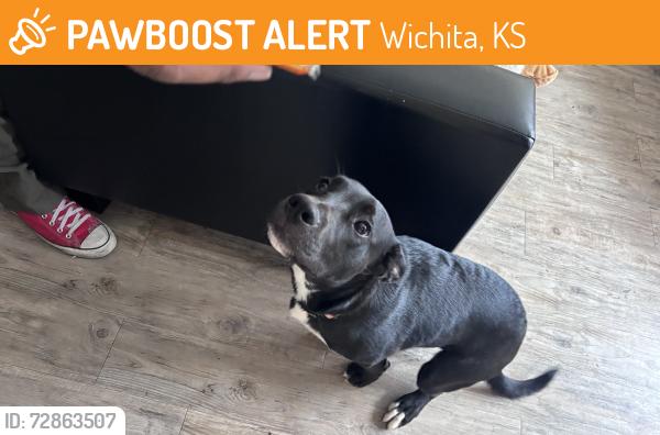 Found/Stray Male Dog last seen Braeburn Square Starbucks, Wichita, KS 67220