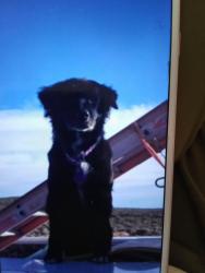 Lost Female Dog last seen Hazen nv on the right side of the highway over the train tracks, Hazen, NV 89408