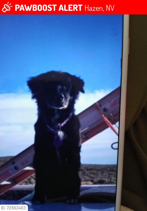 Lost Female Dog last seen Hazen nv on the right side of the highway over the train tracks, Hazen, NV 89408