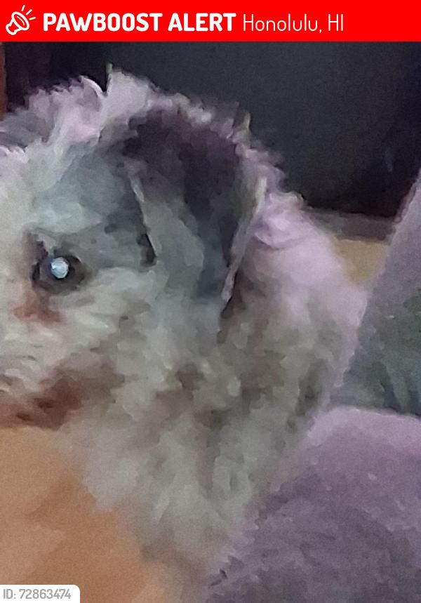 Lost Male Dog last seen Punahao, Honolulu, HI 96822