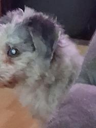 Lost Male Dog last seen Punahao, Honolulu, HI 96822
