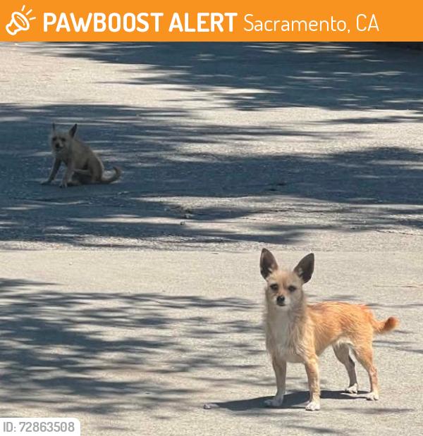 Found/Stray Male Dog last seen Restaurant depot, Sacramento, CA 95811