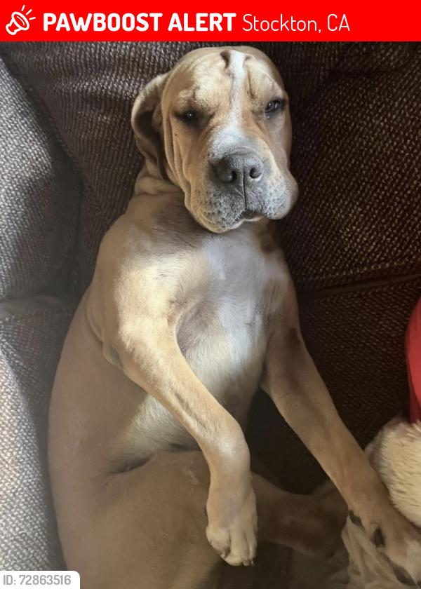 Lost Female Dog last seen Hwy 26 near Glenwood school, Stockton, CA 95215