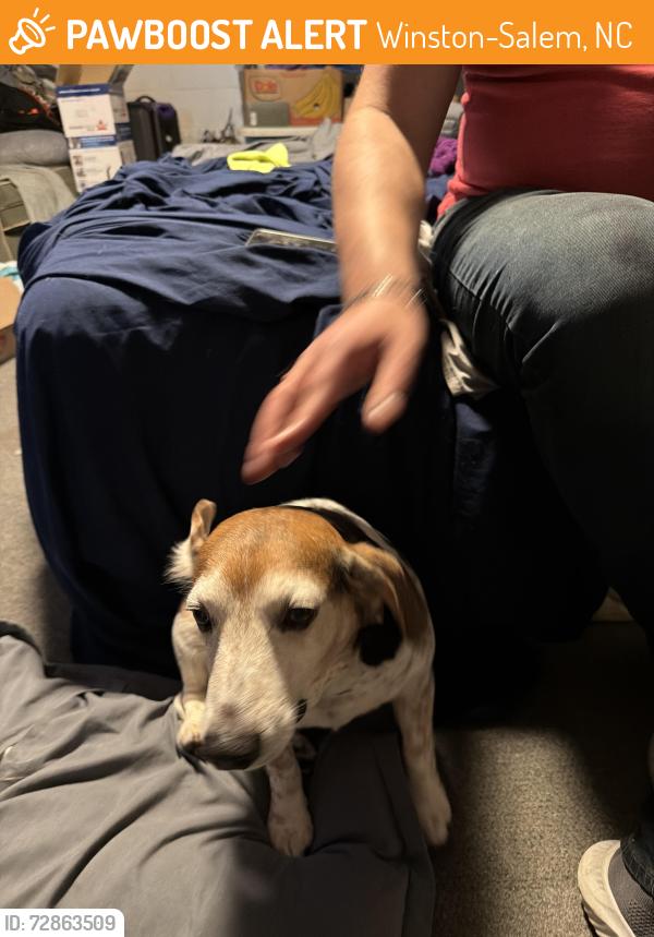 Found/Stray Male Dog last seen Cedar dr and Javan dr wallburg nc, Winston-Salem, NC 27107