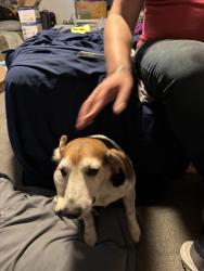 Found/Stray Male Dog last seen Cedar dr and Javan dr wallburg nc, Winston-Salem, NC 27107