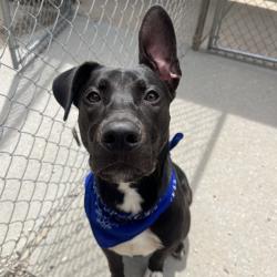 Shelter Stray Male Dog last seen , Greenville, SC 29609