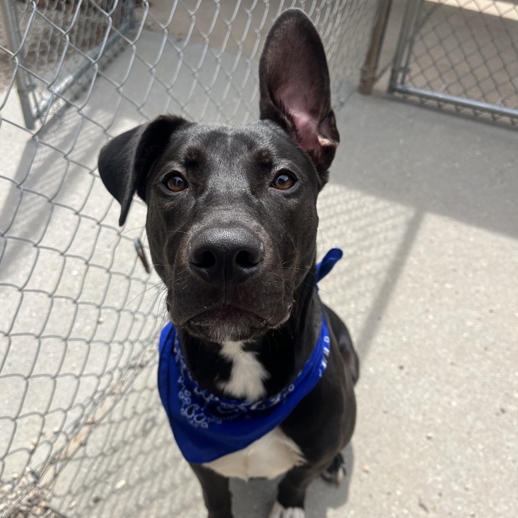 Shelter Stray Male Dog last seen , Greenville, SC 29609