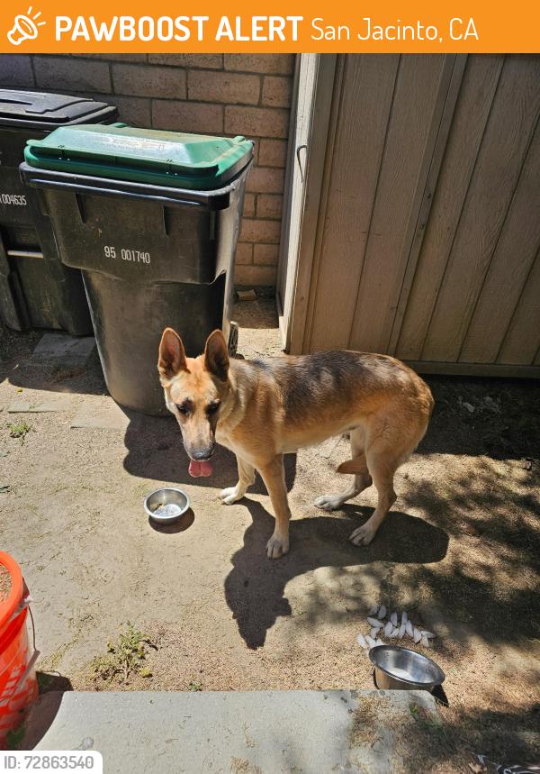 Found/Stray Female Dog last seen Cawston Avenue , San Jacinto, CA 92582