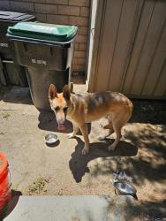Found/Stray Female Dog last seen Cawston Avenue , San Jacinto, CA 92582