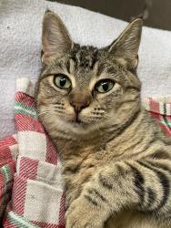 Lost Female Cat last seen Champion Woods Dr & Hufsmith Kohrville Rd, Tomball, TX 77375