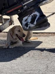 Found/Stray Unknown Dog last seen Grossmont Av and Eucalyptus , El Cajon, CA 92020