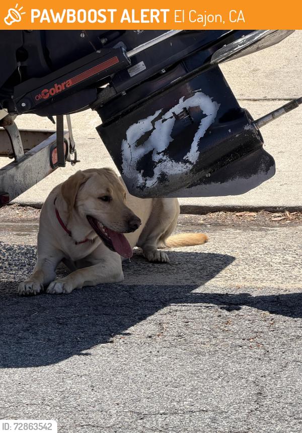 Found/Stray Unknown Dog last seen Grossmont Av and Eucalyptus , El Cajon, CA 92020