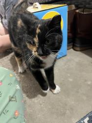 Found/Stray Female Cat last seen Belmont park, Apple Valley, MN 55124