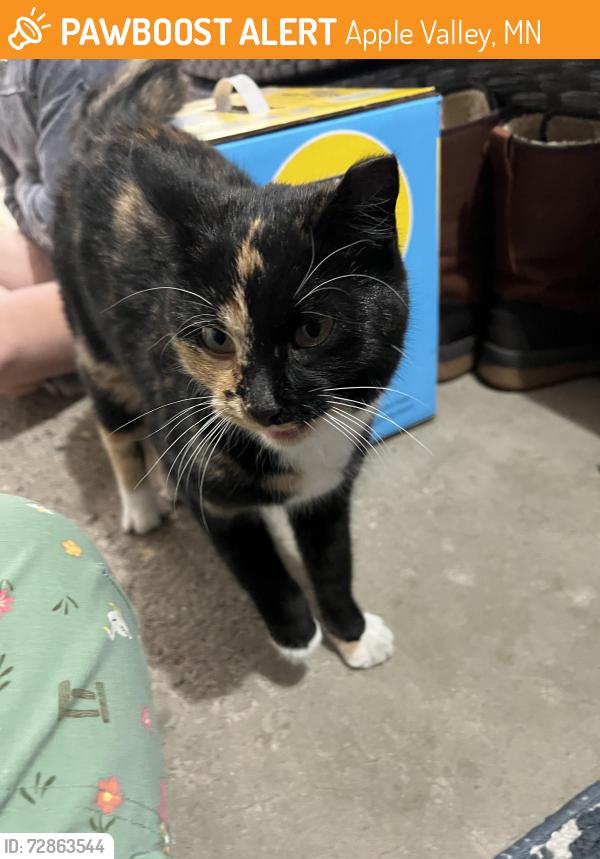 Found/Stray Female Cat last seen Belmont park, Apple Valley, MN 55124