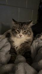 Lost Male Cat last seen Ron’s place , Kenosha, WI 53144