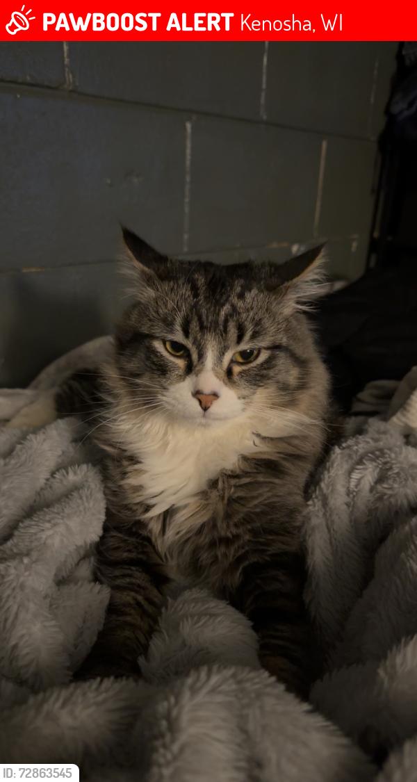 Lost Male Cat last seen Ron’s place , Kenosha, WI 53144