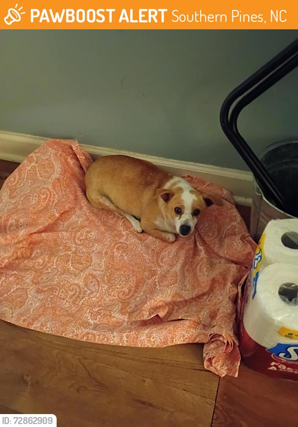 Found/Stray Unknown Dog last seen Pinebrooke Apts , Southern Pines, NC 28387