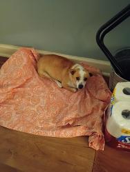 Found/Stray Unknown Dog last seen Pinebrooke Apts , Southern Pines, NC 28387