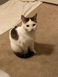 Lost Female Cat last seen King Road at Douglas Blvd Roseville, Roseville, CA 95678