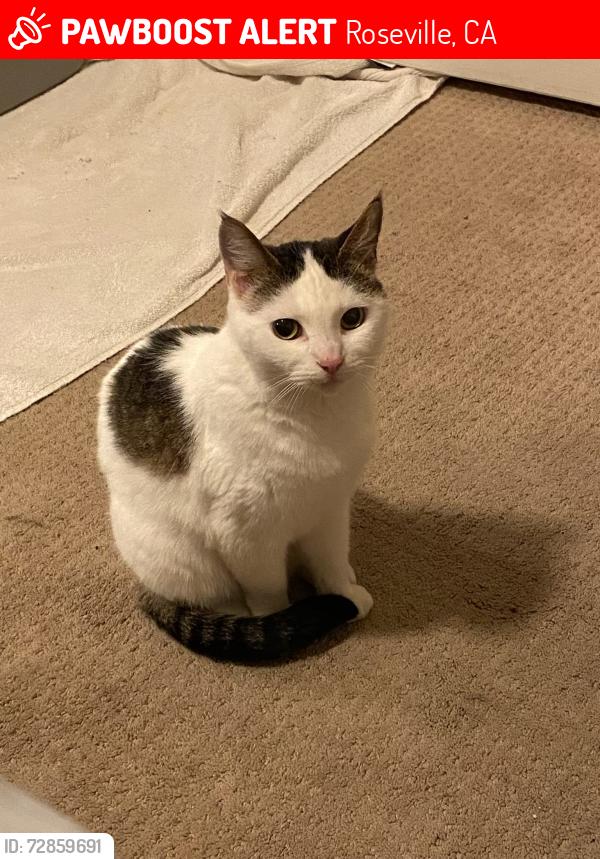 Lost Female Cat last seen King Road at Douglas Blvd Roseville, Roseville, CA 95678