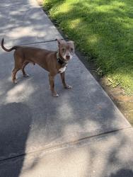 Found/Stray Male Dog last seen By the golf course, wandering around the neighborhood, Riverside, CA 92507