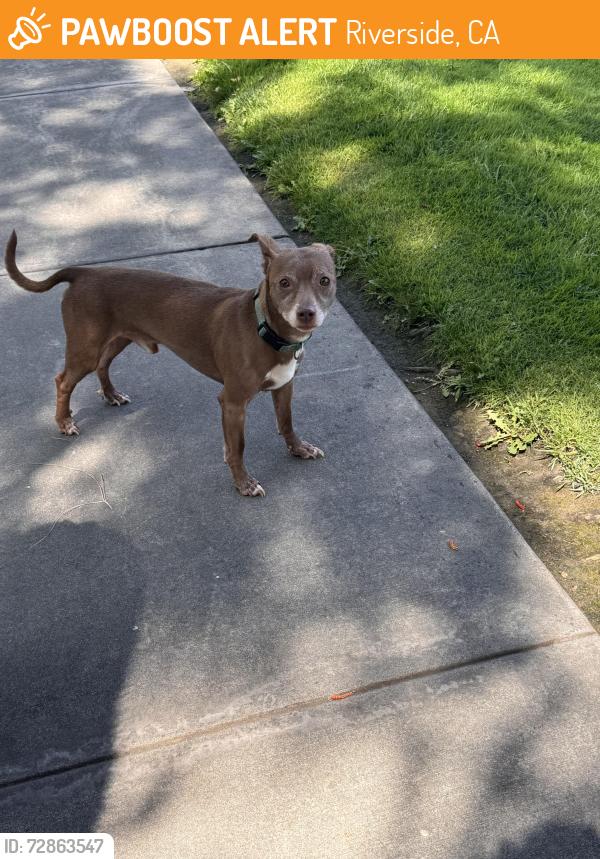 Found/Stray Male Dog last seen By the golf course, wandering around the neighborhood, Riverside, CA 92507
