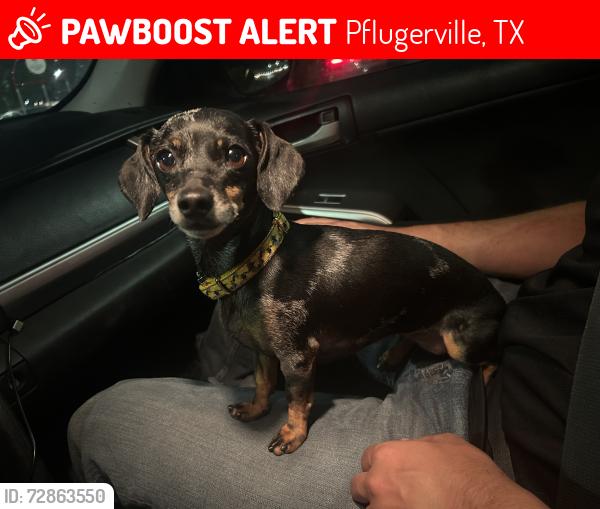 Lost Female Dog last seen Egan dr, Pflugerville, TX 78660