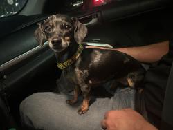 Lost Female Dog last seen Egan dr, Pflugerville, TX 78660