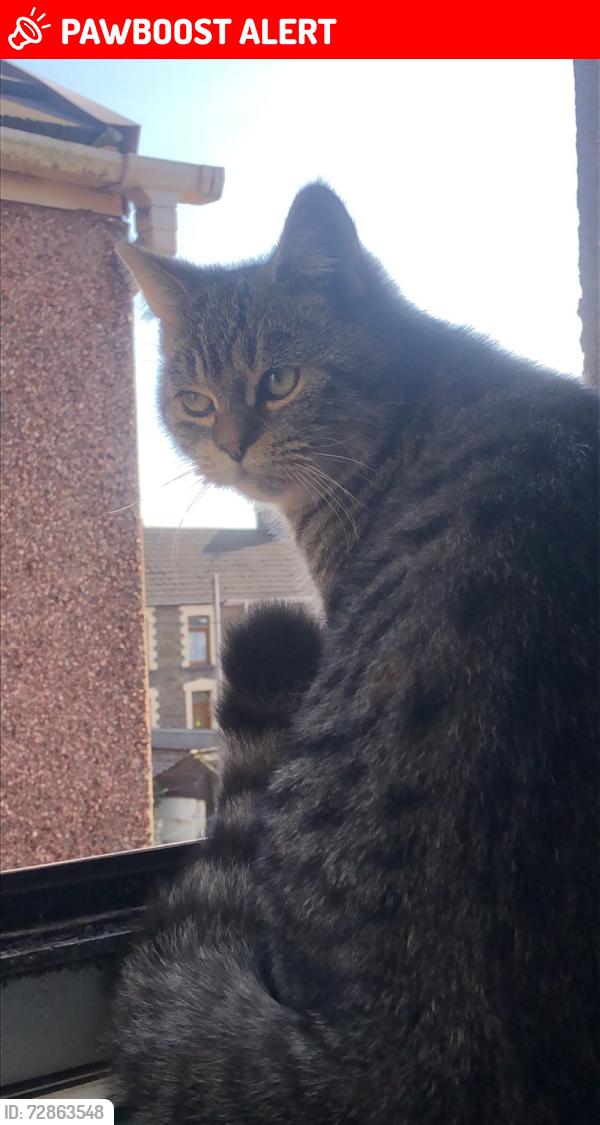 Lost Male Cat last seen Lidl , Neath Port Talbot, Wales SA11 2DP