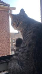 Lost Male Cat last seen Lidl , Neath Port Talbot, Wales SA11 2DP