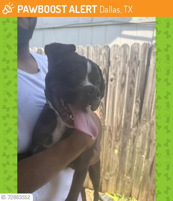 Found/Stray Male Dog last seen Masters and Bruton, Dallas, TX 75227