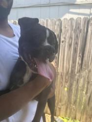 Found/Stray Male Dog last seen Masters and Bruton, Dallas, TX 75227