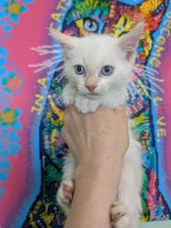 Shelter Stray Male Cat last seen Bexar County, New Braunfels, TX 78130