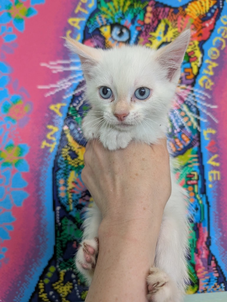Shelter Stray Male Cat last seen Bexar County, New Braunfels, TX 78130